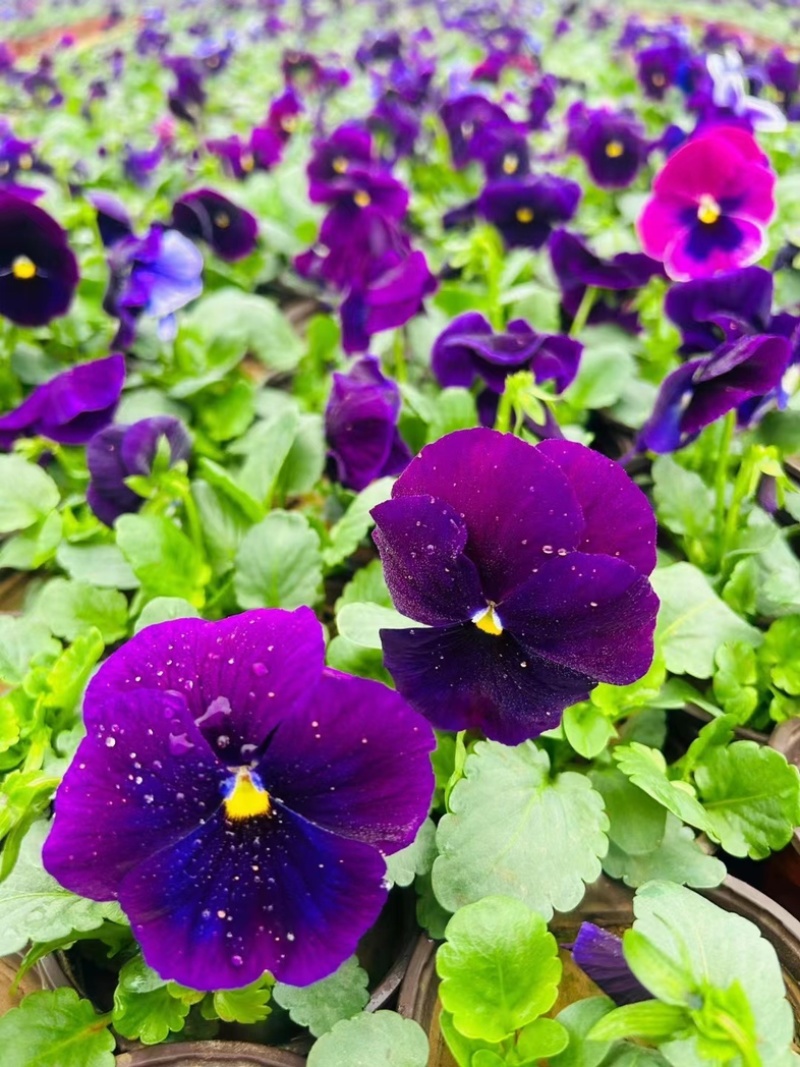 【精品】三色堇盆栽观花植物大量上市欢迎实地看货