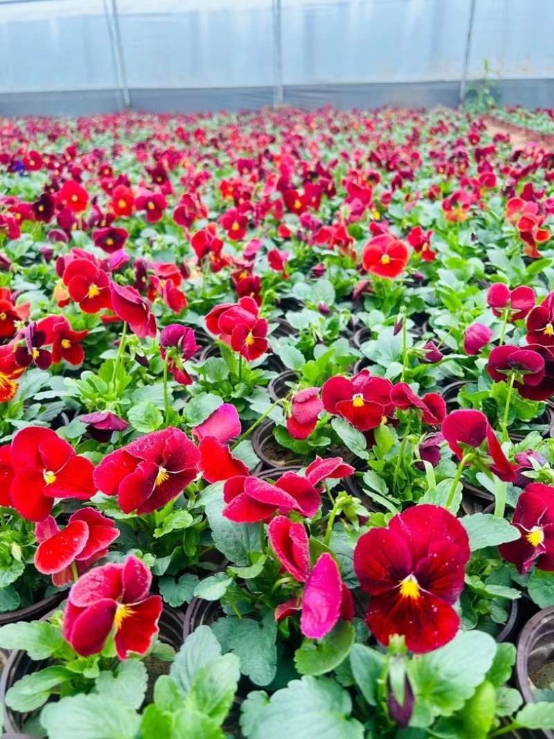【精品】三色堇盆栽观花植物大量上市欢迎实地看货