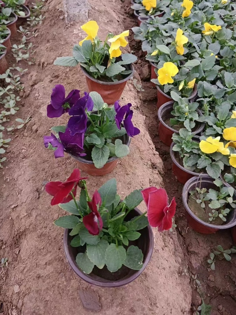 【精品】三色堇盆栽观花植物大量上市欢迎实地看货