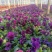 【精品】三色堇盆栽观花植物大量上市欢迎实地看货