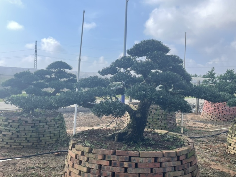 大量出售罗汉松