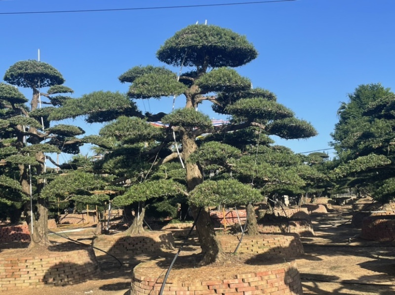 大量出售罗汉松