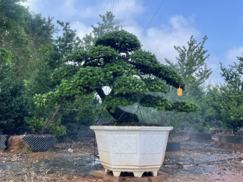 大量出售罗汉松