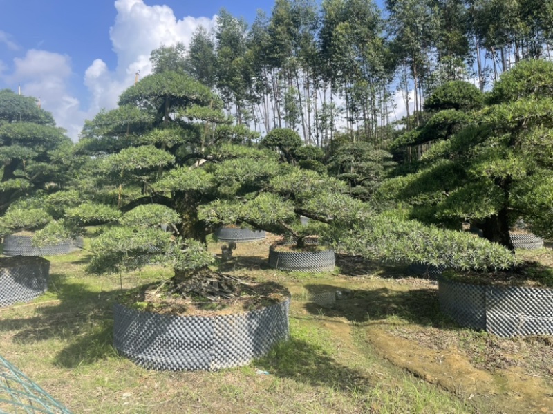 大量出售罗汉松