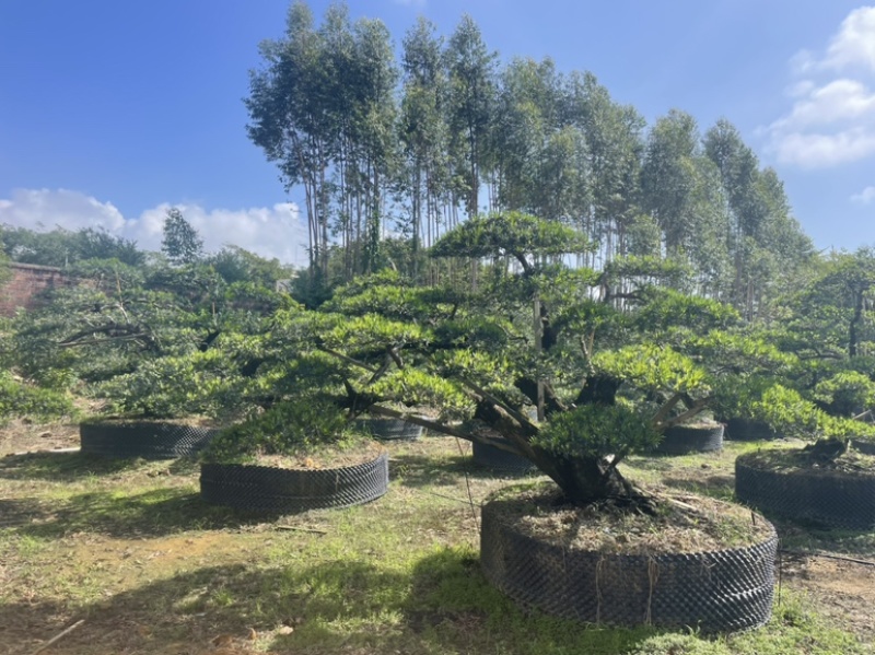 大量出售罗汉松