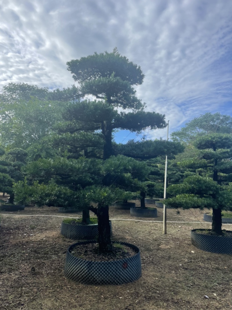 大量出售罗汉松