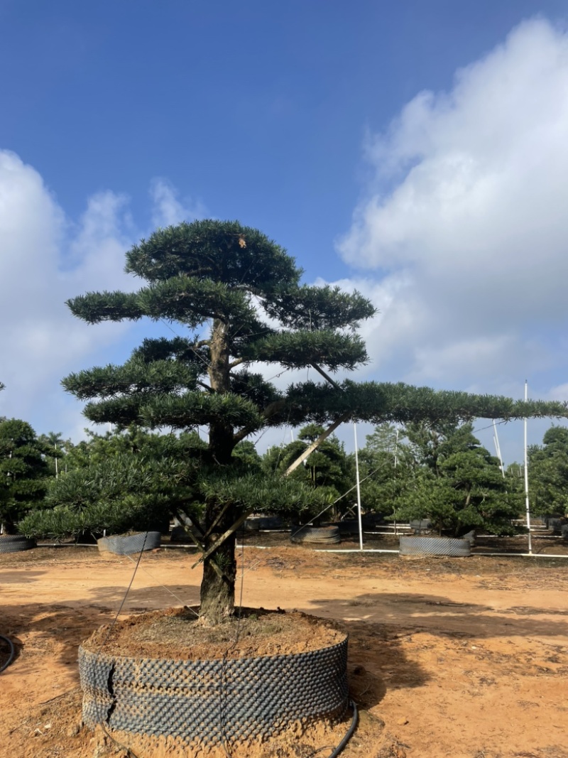 大量出售罗汉松