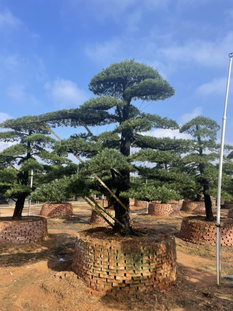 大量出售罗汉松