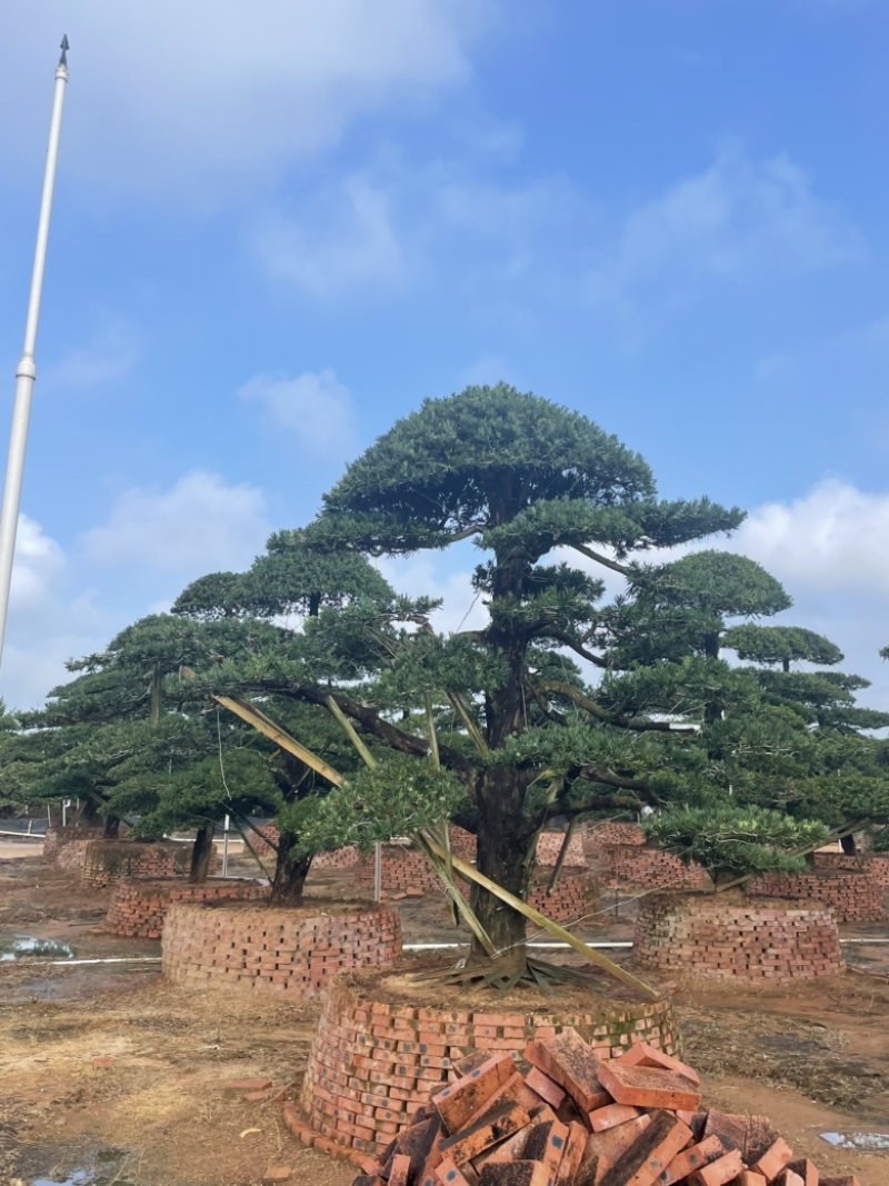 大量出售罗汉松