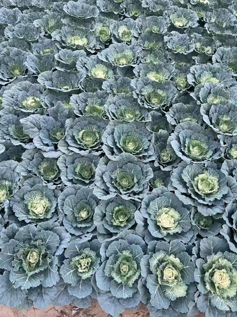 羽衣甘蓝，玫瑰甘蓝耐寒组摆花卉产地直发欢迎来电