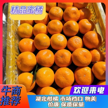湖北柑橘精品薄皮蜜橘柑橘价格便宜大量批发欢迎来电