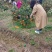 皇橙爱媛成熟售卖之中