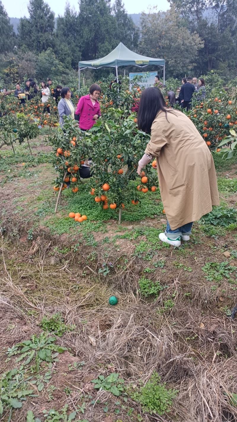 皇橙爱媛成熟售卖之中