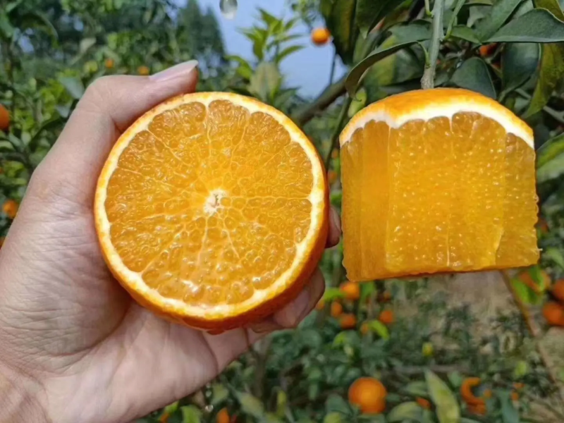 爱媛38果冻橙四川产地直供新鲜采摘量大从优可视频拿货电联