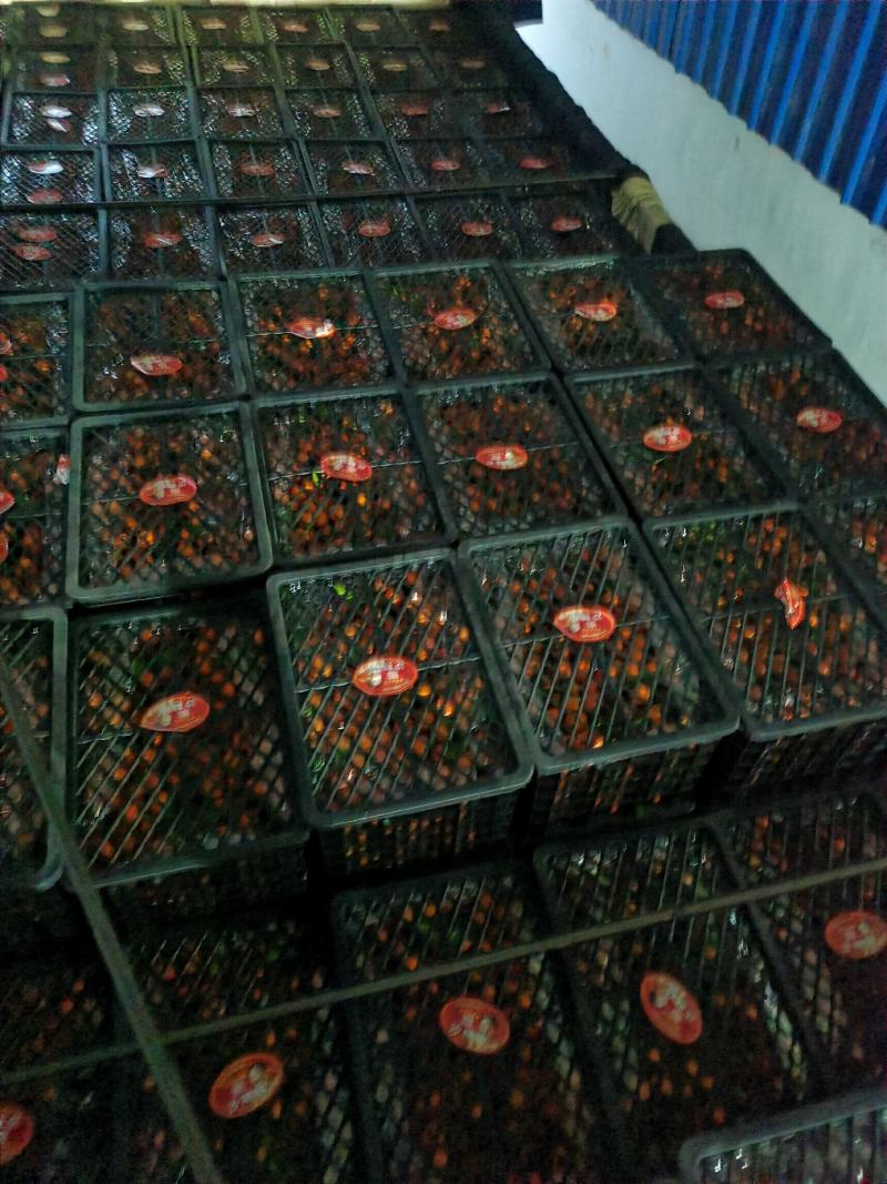 甜蜜蜜！广西桂北水果交易市场棉桔大量上市。