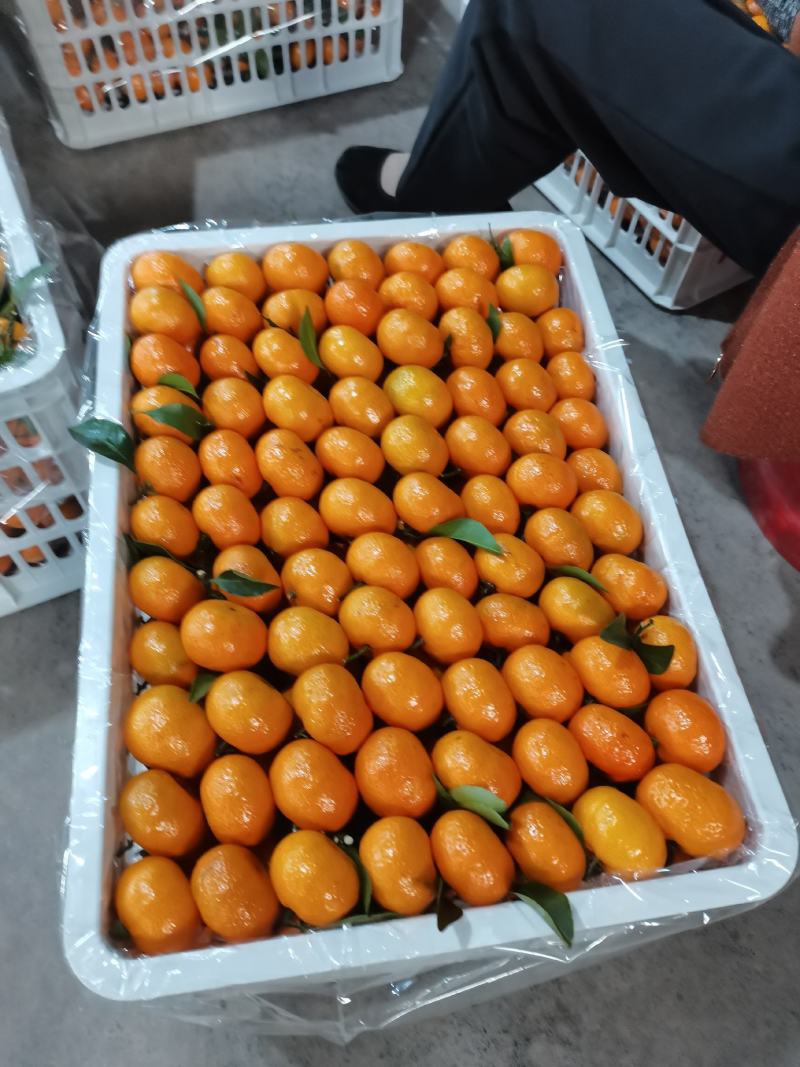 甜蜜蜜！广西桂北水果交易市场棉桔大量上市。