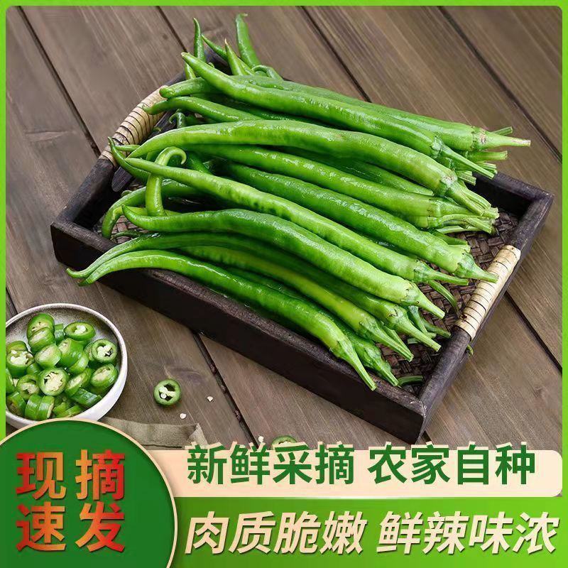 广东阳西青线椒现摘现发，长期有货价格优惠，欢迎采购！