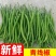 广东阳西青线椒现摘现发，长期有货价格优惠，欢迎采购！