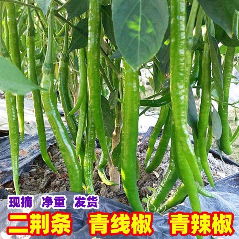 广东阳西青线椒现摘现发，长期有货价格优惠，欢迎采购！