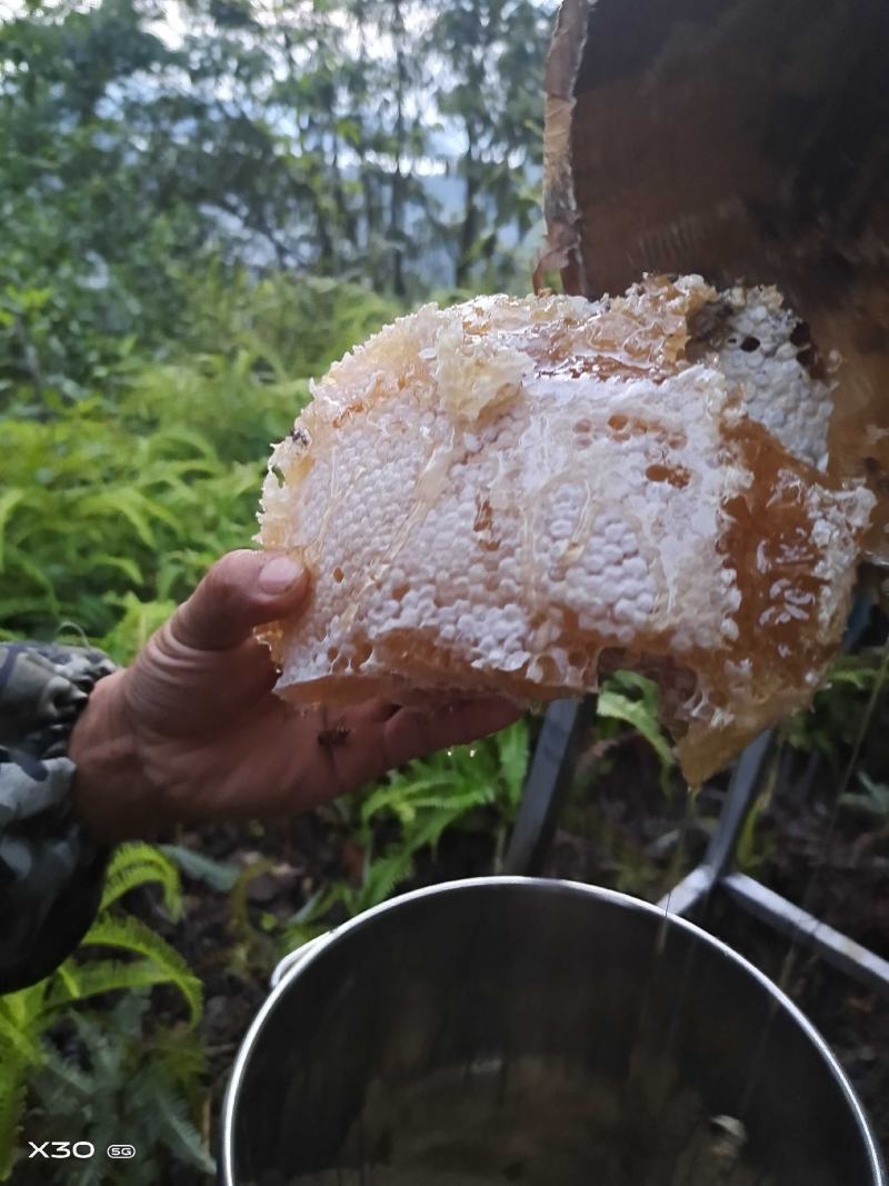 高山森林放养土蜂蜜