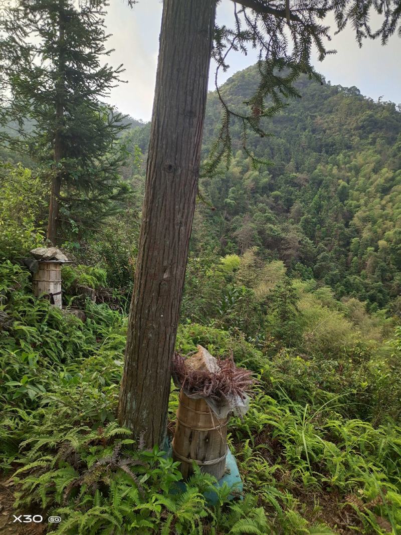 高山森林放养土蜂蜜