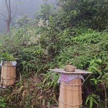 高山森林放养土蜂蜜