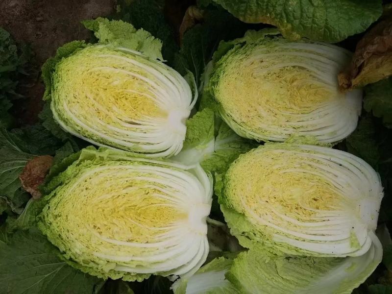 北京3号大白菜大量供应一手货源可供商超批发市场