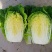 北京3号大白菜大量供应一手货源可供商超批发市场