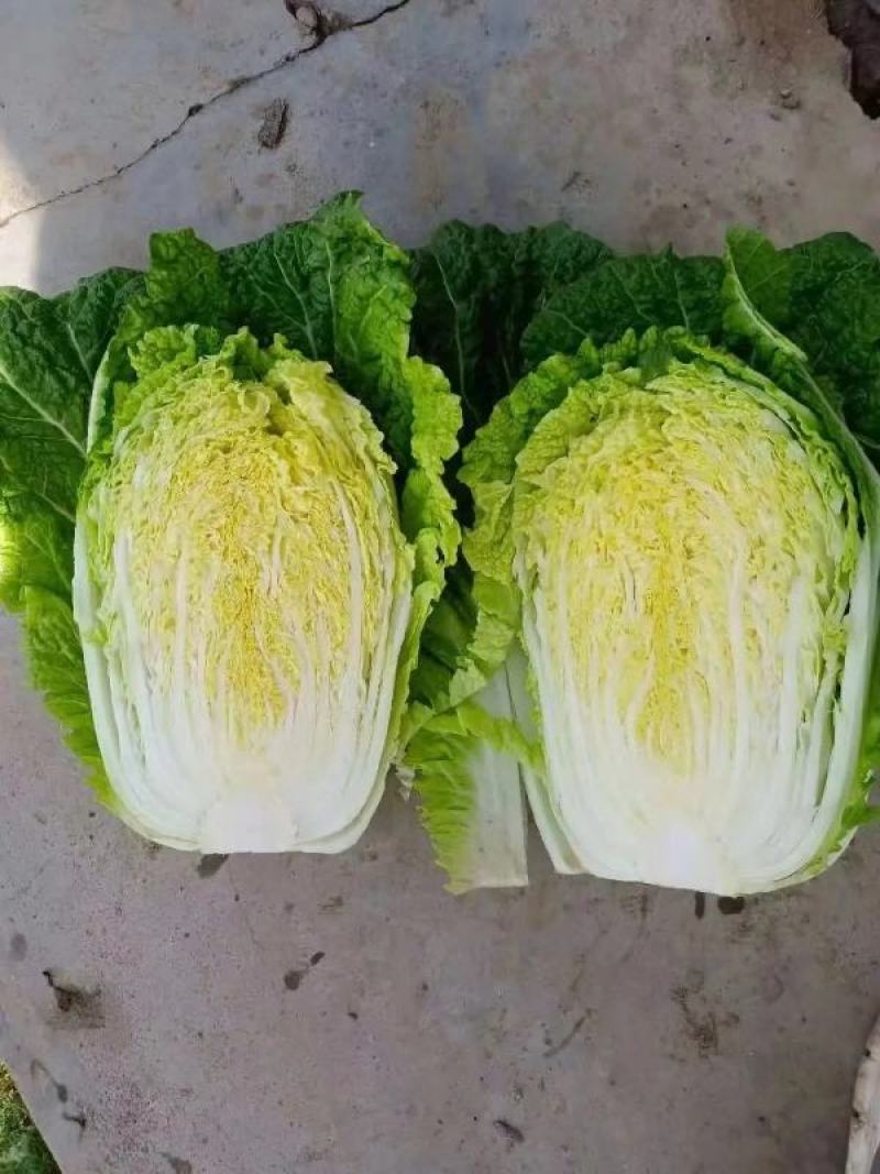北京3号大白菜大量供应一手货源可供商超批发市场