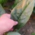 【大叶菠菜】河北精品菠菜，产地直发，品质保证，全国发货