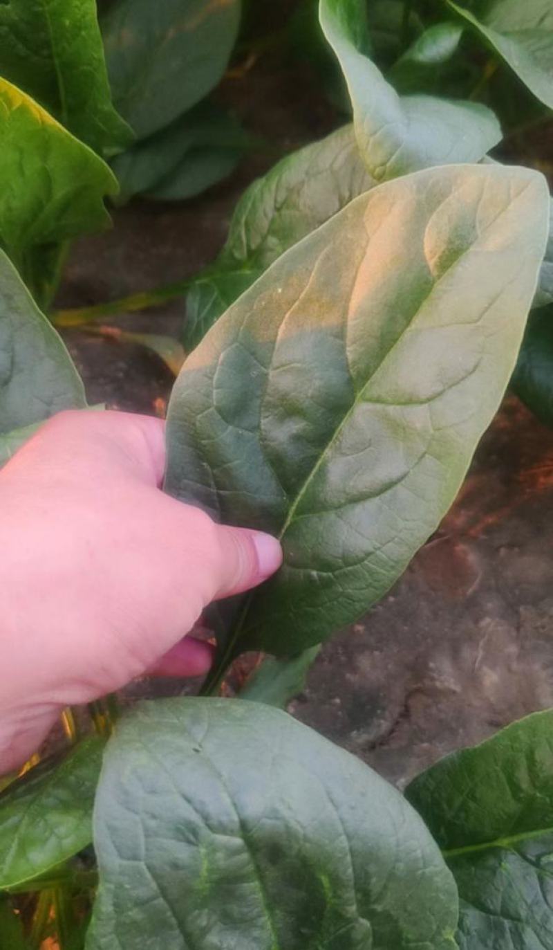【大叶菠菜】河北精品菠菜，产地直发，品质保证，全国发货