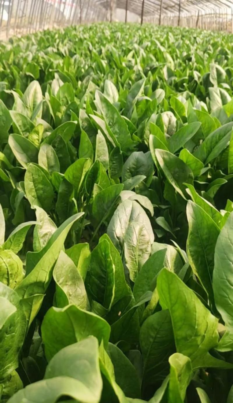 【大叶菠菜】河北精品菠菜，产地直发，品质保证，全国发货