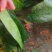 【大叶菠菜】河北精品菠菜，产地直发，品质保证，全国发货