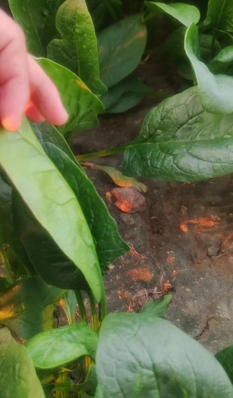【大叶菠菜】河北精品菠菜，产地直发，品质保证，全国发货