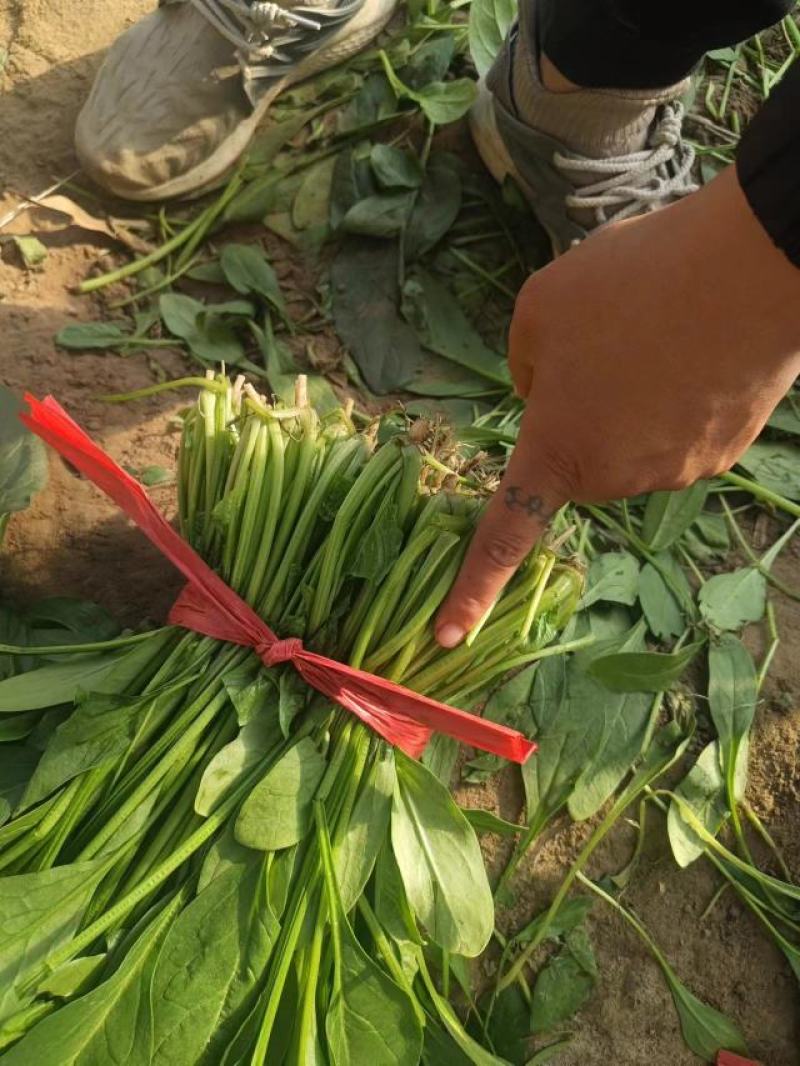 【大叶菠菜】河北精品菠菜，产地直发，品质保证，全国发货