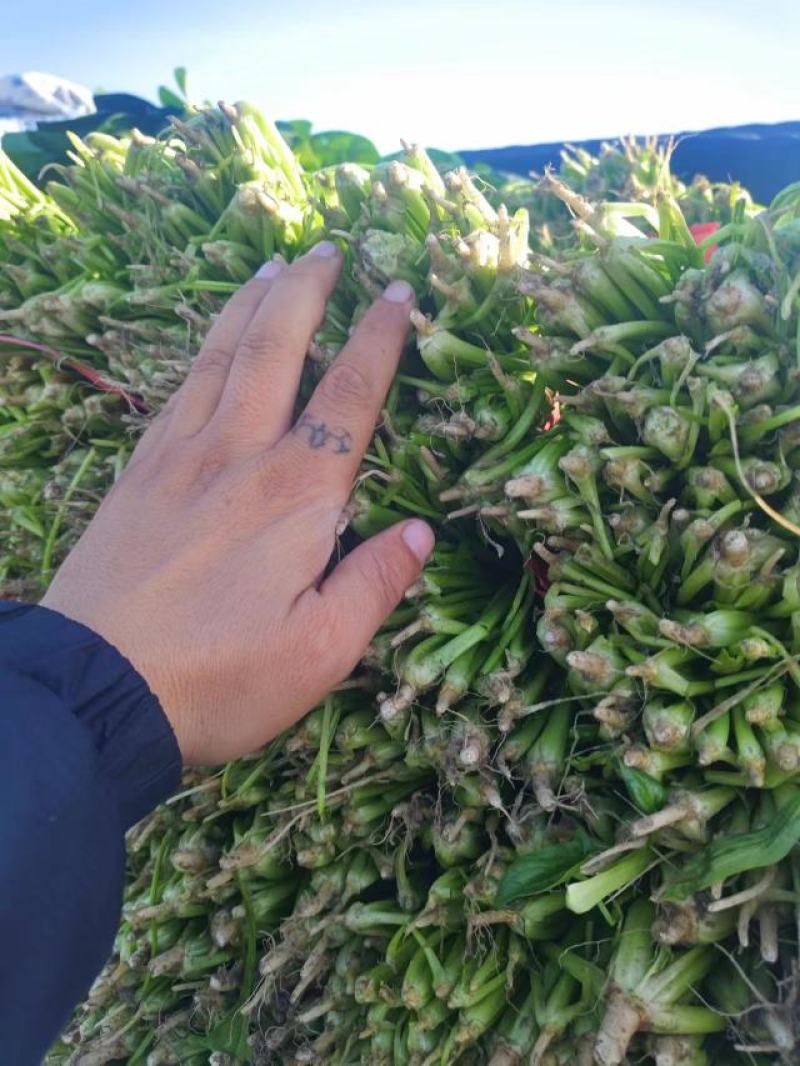 【大叶菠菜】河北精品菠菜，产地直发，品质保证，全国发货