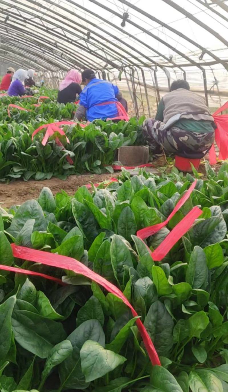 【大叶菠菜】河北精品菠菜，产地直发，品质保证，全国发货