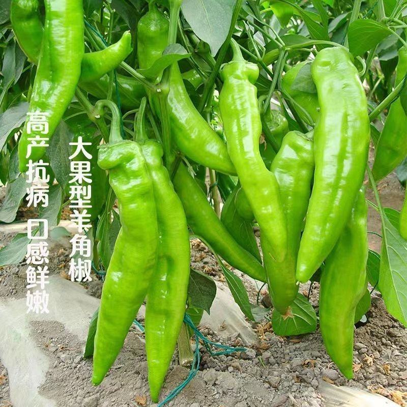 广东阳西青辣椒，现摘现发一级货源，长期有货，需要可以联我