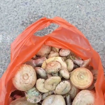 野生松树菌