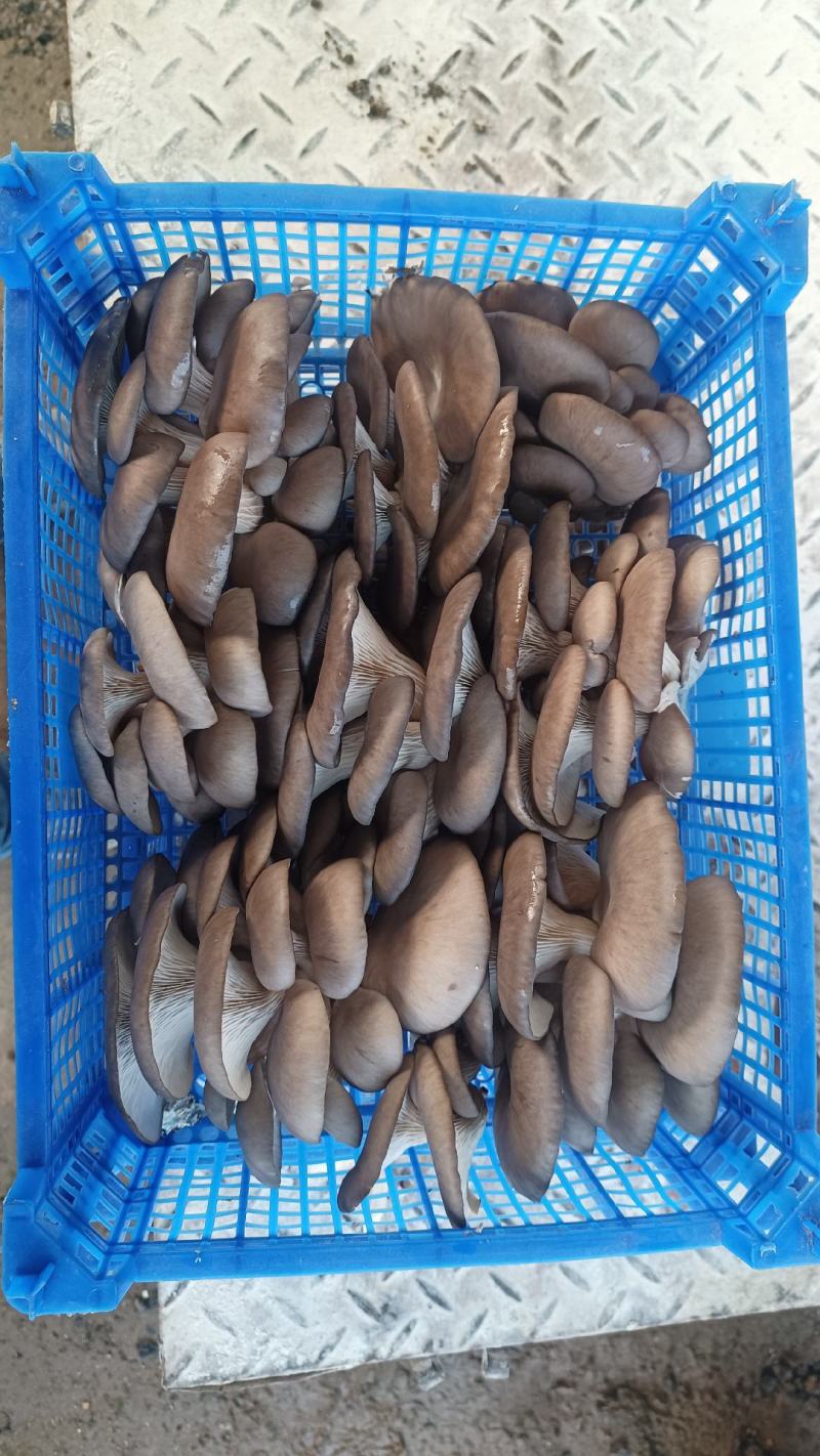 平菇熟料菌棒