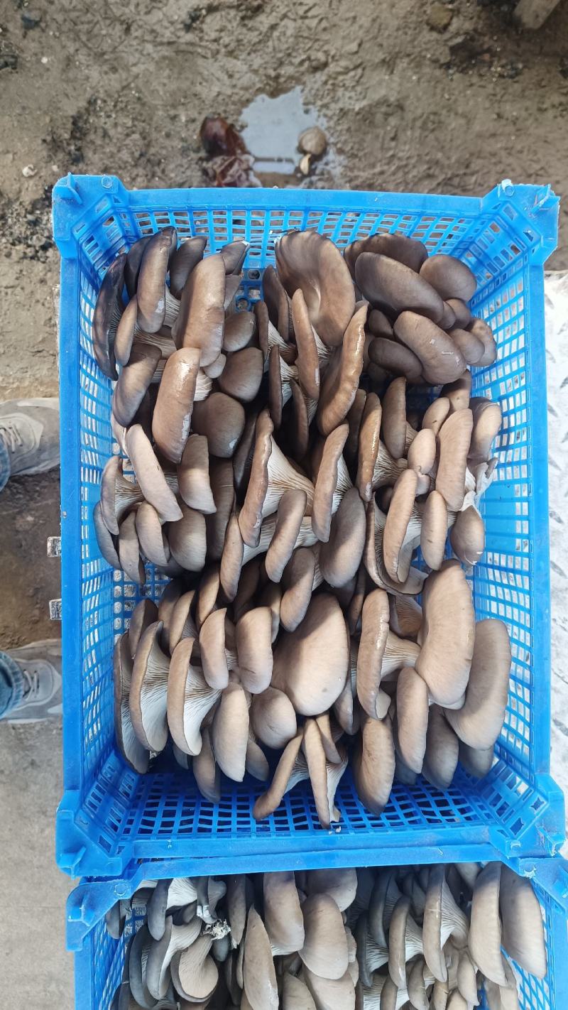 平菇熟料菌棒