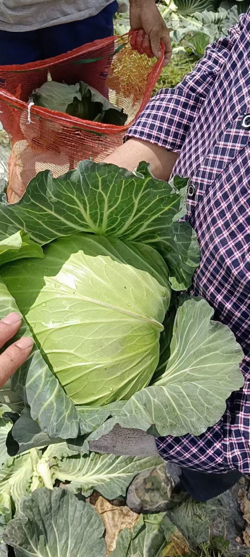 精品云南高原山地优质甘蓝，扁包菜大量上市，货源充足