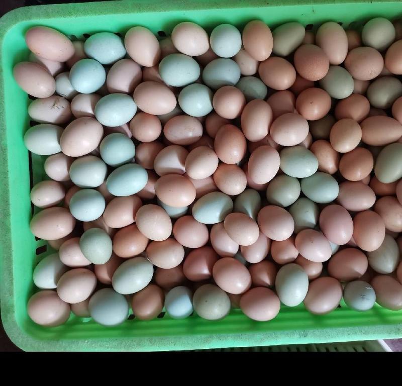 湖北土鸡蛋农村散养土鲜鸡蛋物美价优常年全国供应