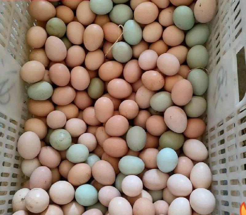 湖北土鸡蛋农村散养土鲜鸡蛋物美价优常年全国供应