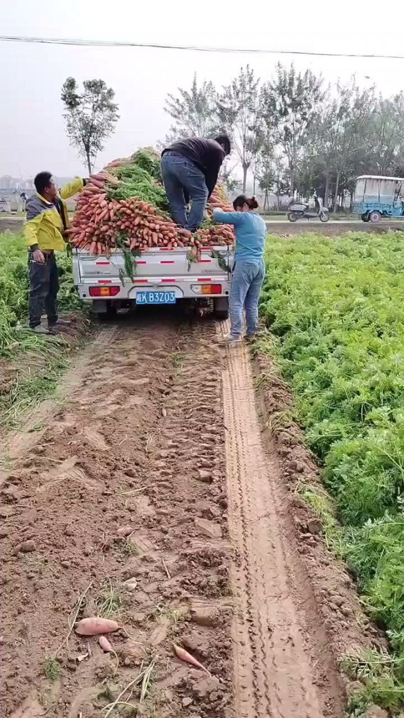 大量批发小燕鼎红萝卜，质量好，品种纯，价格优
