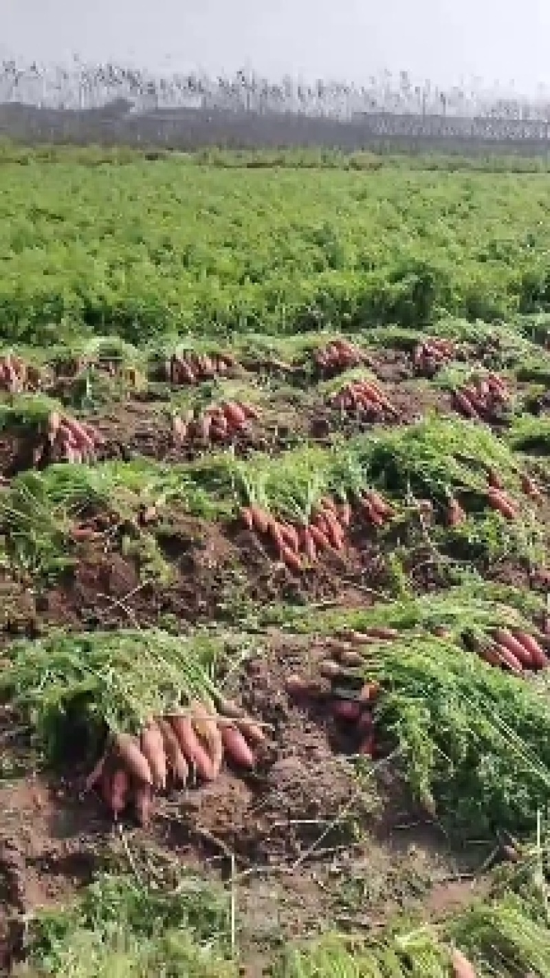 大量批发小燕鼎红萝卜，质量好，品种纯，价格优