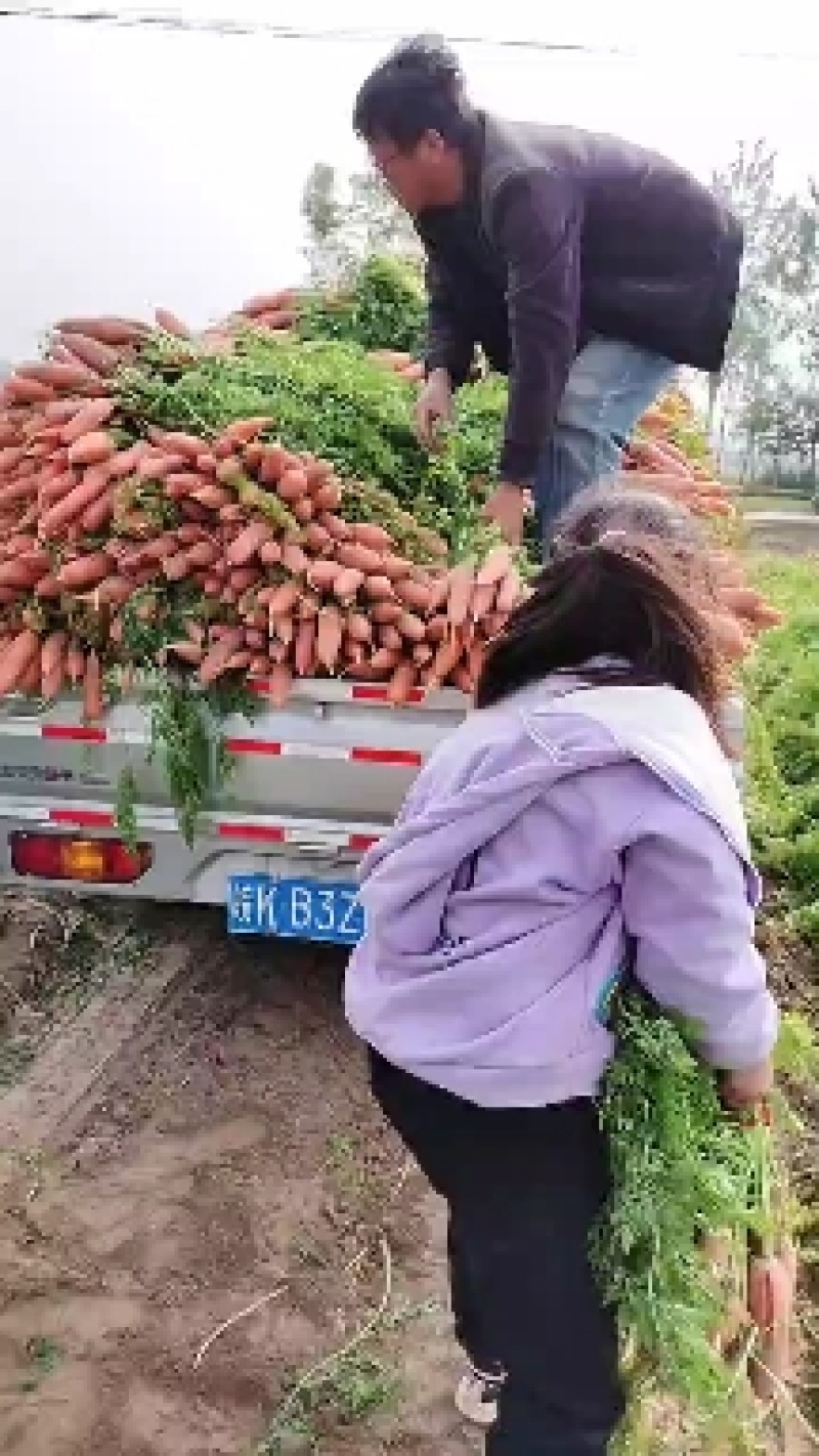大量批发小燕鼎红萝卜，质量好，品种纯，价格优