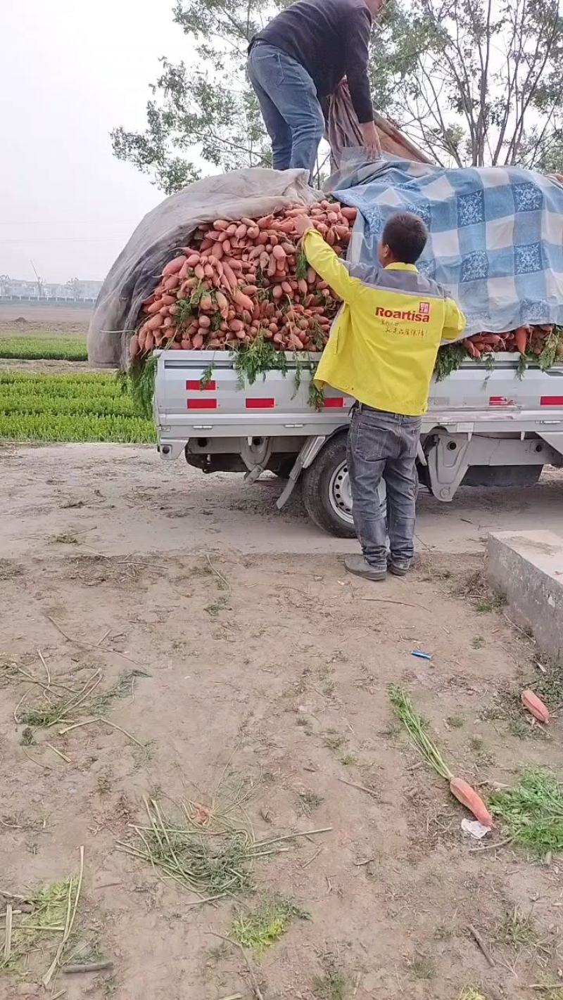 大量批发小燕鼎红萝卜，质量好，品种纯，价格优