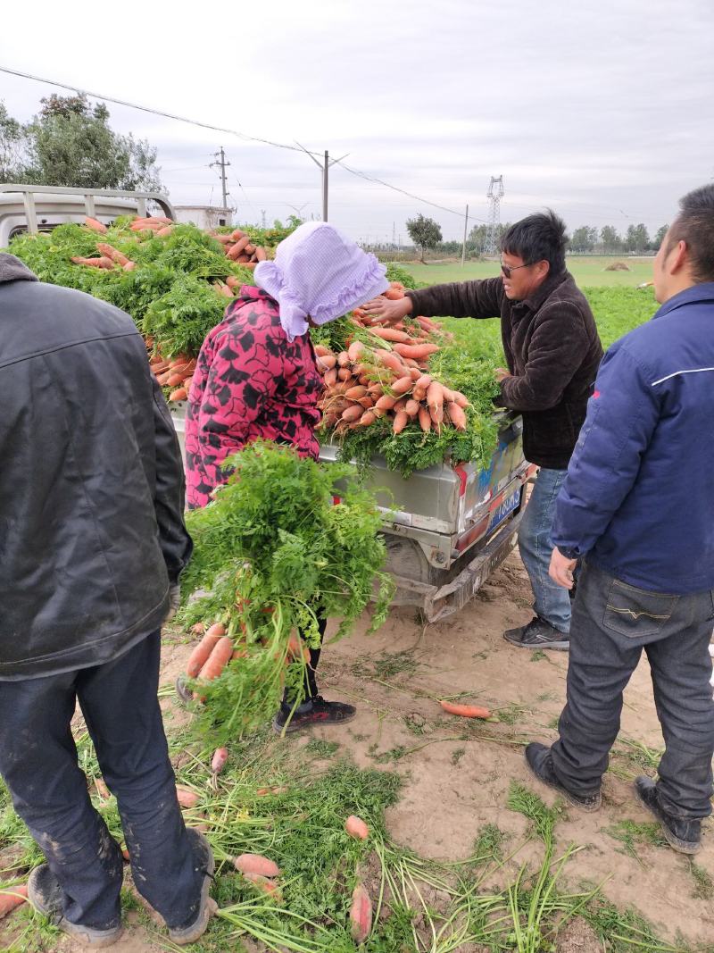 大量批发小燕鼎红萝卜，质量好，品种纯，价格优