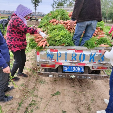 大量批发小燕鼎红萝卜，质量好，品种纯，价格优